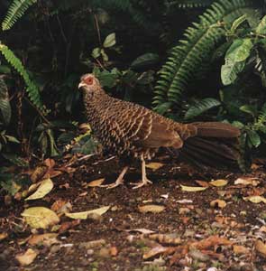 (Khalij Pheasant)