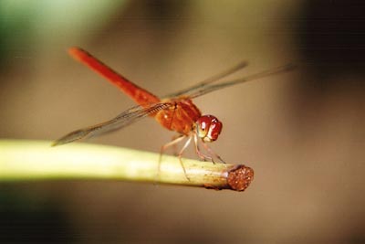 (Dragonfly on taro)