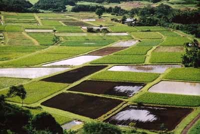 (Taro fields)