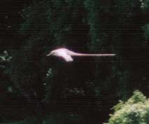 (Tropicbird)