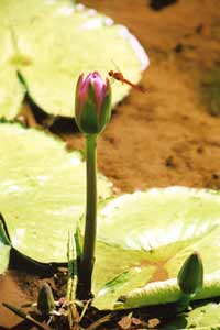 (Water lily)