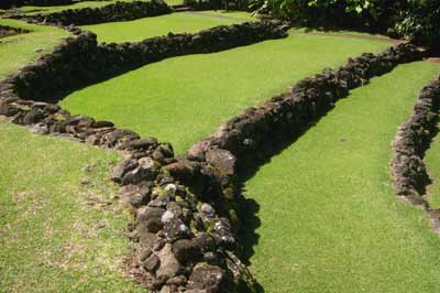 (Terraced fields)