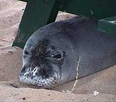 (Monk Seal)