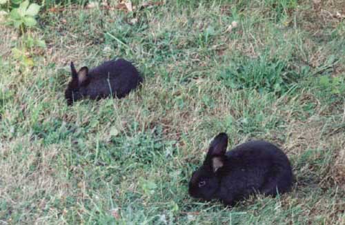 (black bunnies)