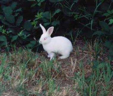 (white bunny)