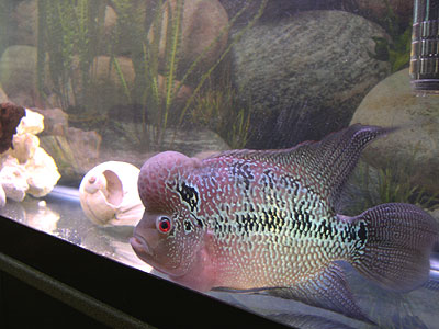 (Flowerhorn)