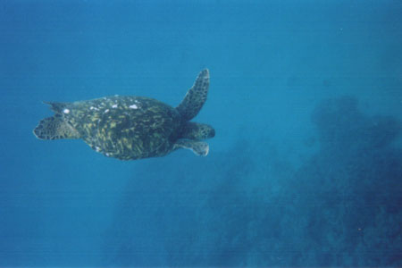 (Turtle)