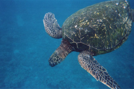 (Turtle)