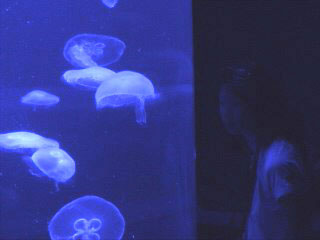 (Jellies)