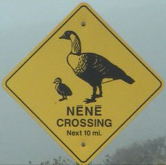 (Nene Crossing)