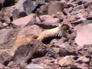 (Marmot)