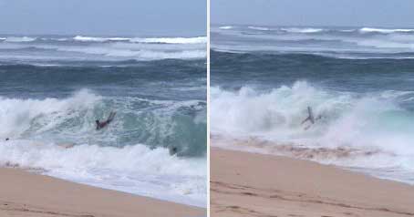 (Mokuleia body boarder)