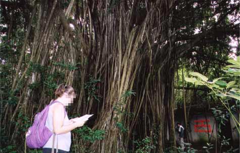 (Banyan tree)