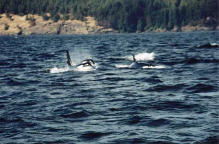(Orcas 1)