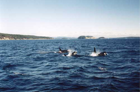 (Orcas 2)