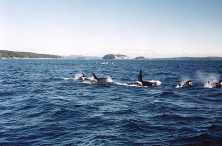 (Orcas 3)